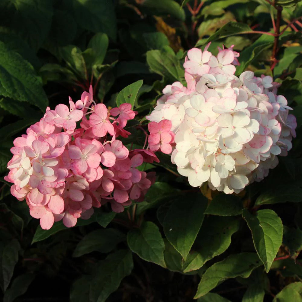 Vanilla Strawberry Hydrangea Tree K87854