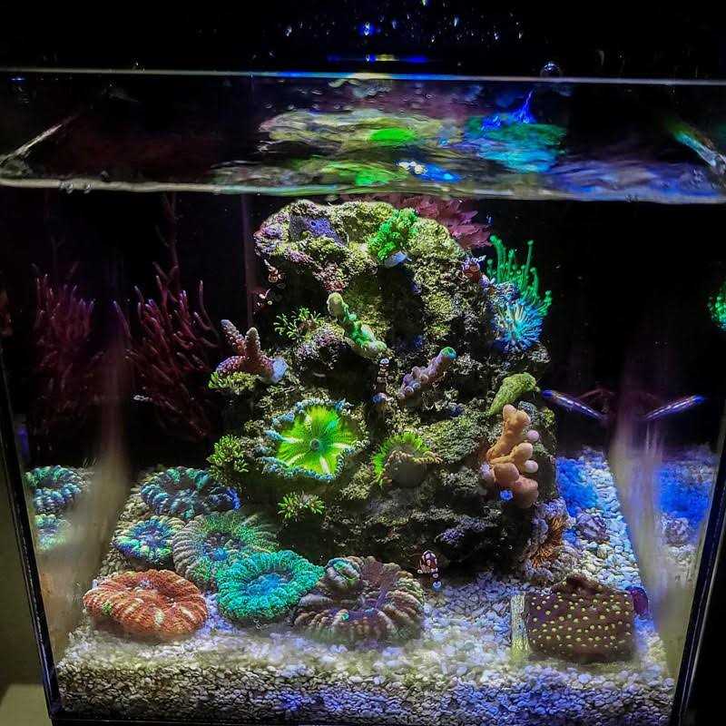 Desktop Aquarium E411