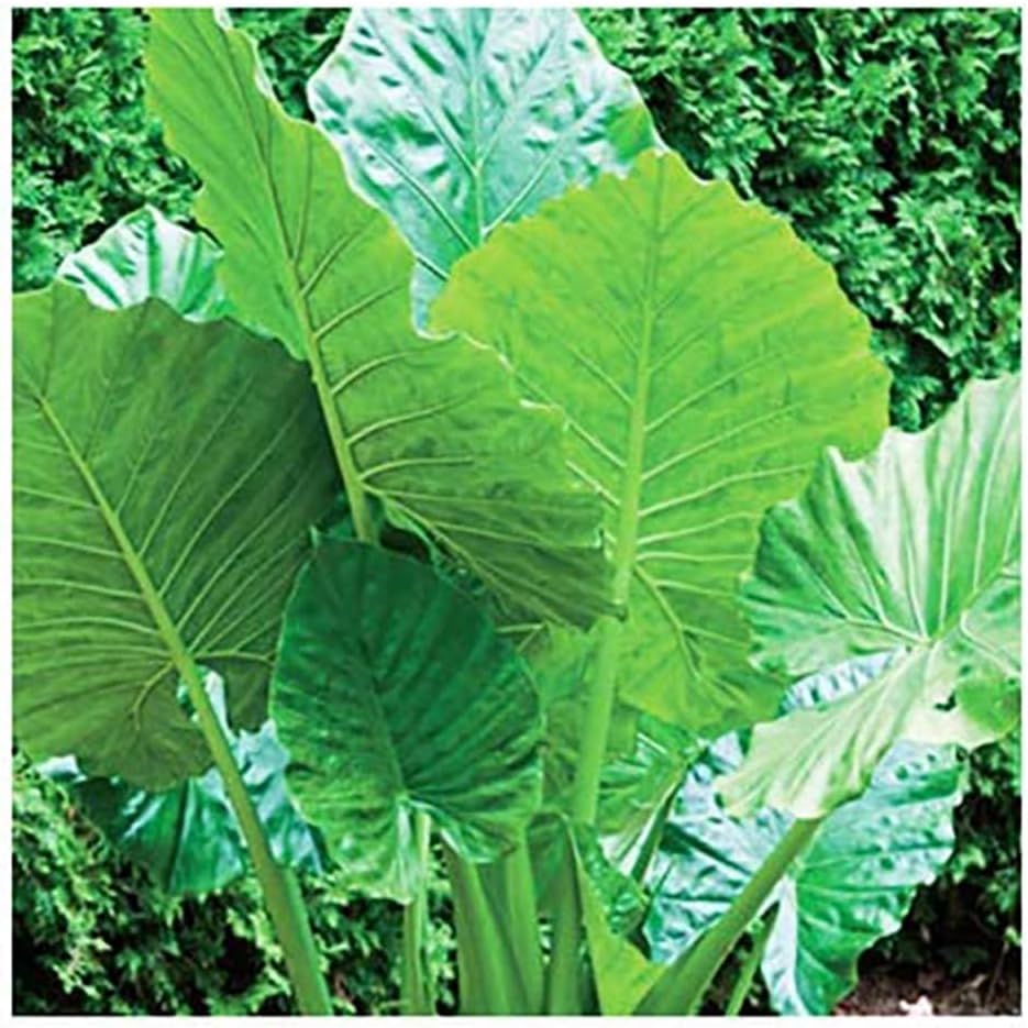 Alocasio Upright Form Elephant Ear Bulb S429857