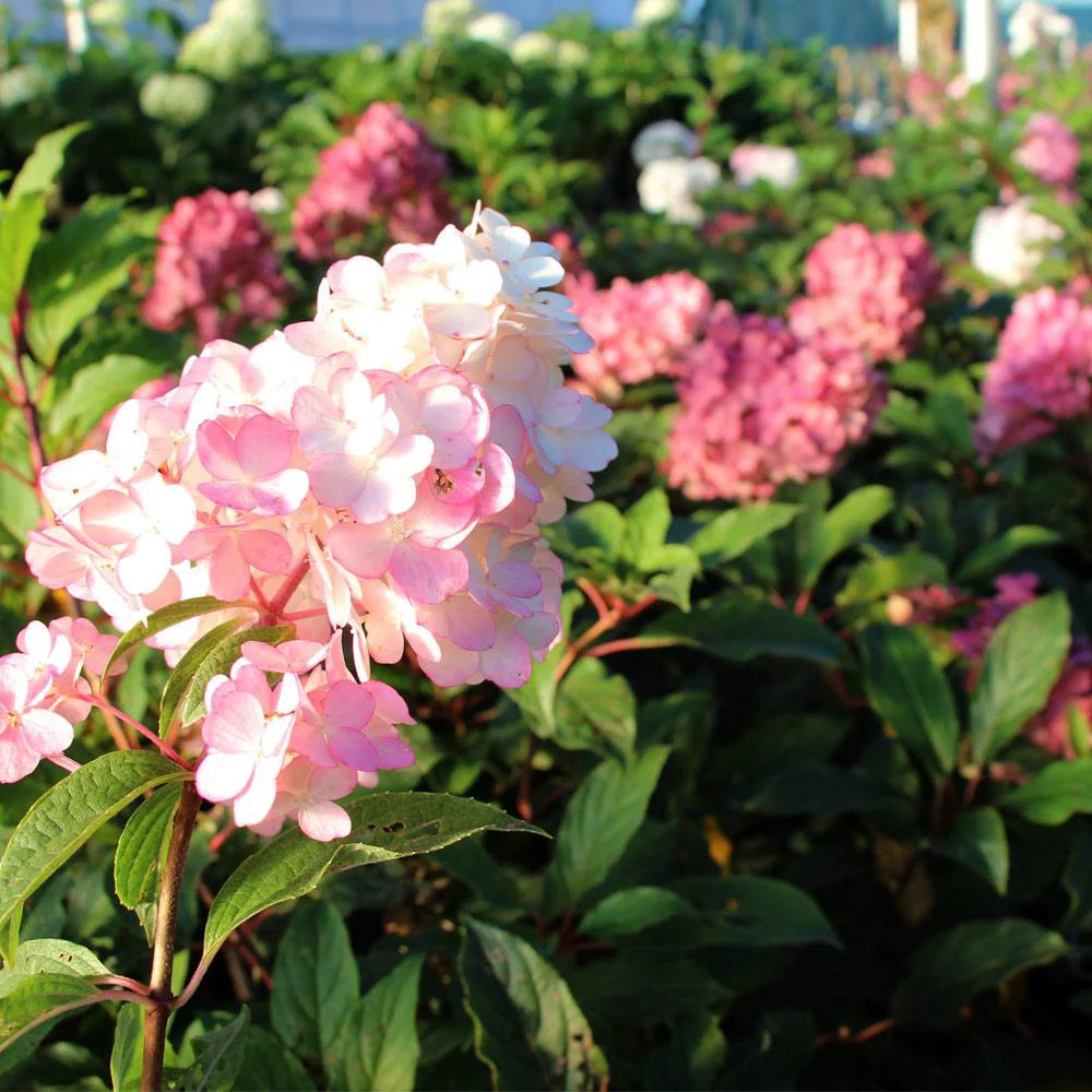 Vanilla Strawberry Hydrangea Tree K87854