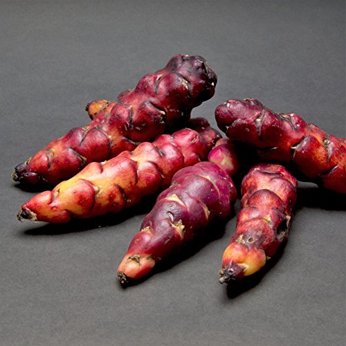 20 pack Oxalis Triangularis Plant Bulbs F554368