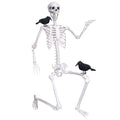6Ft Posable Plastic Skeleton with 2PCS Black Crows H7620