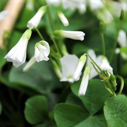 20 pack Oxalis Triangularis Plant Bulbs F554368