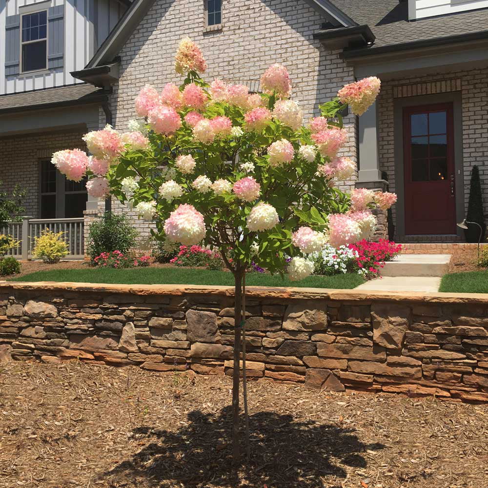 Vanilla Strawberry Hydrangea Tree K87854