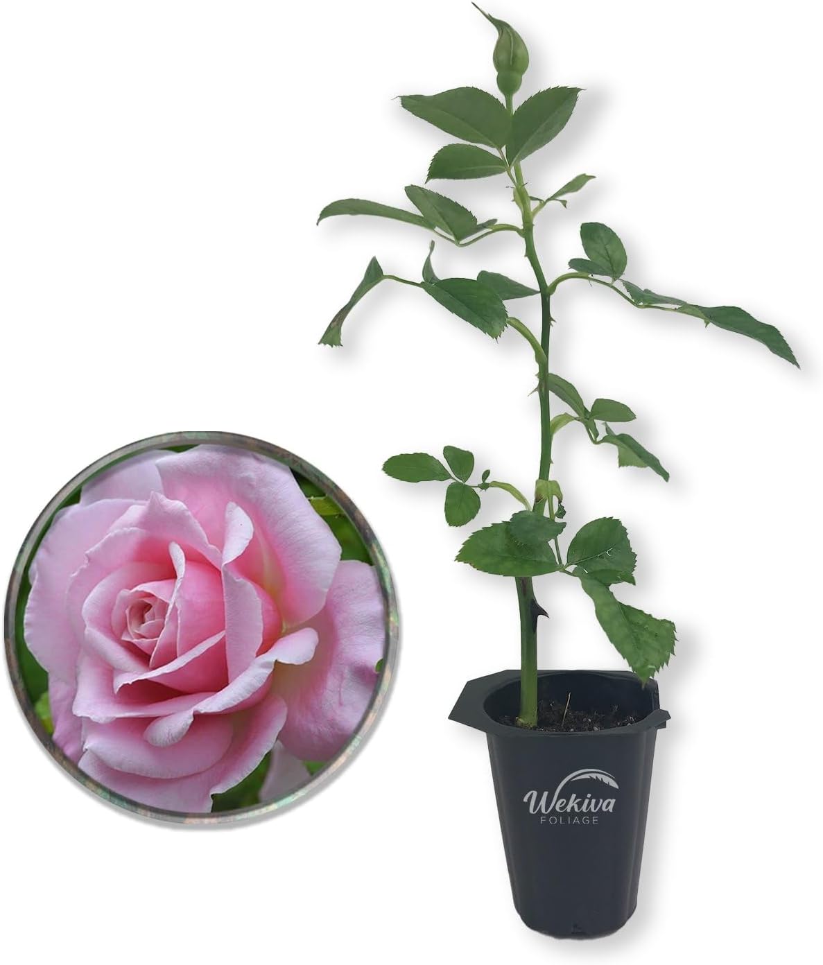 Belinda's Dream Rose Bush J4897