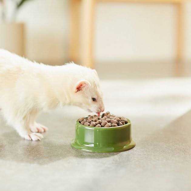 Ferret Diet E8294