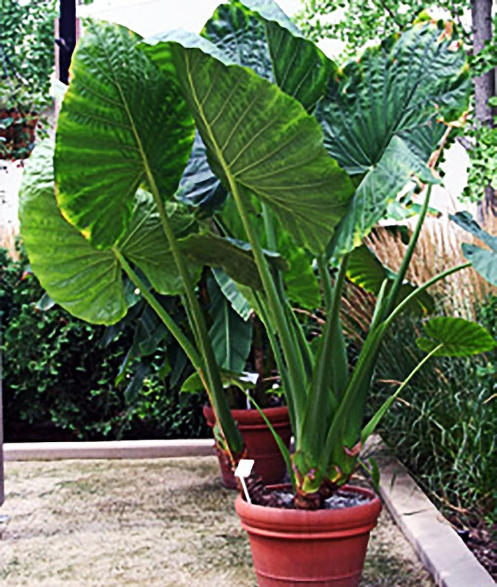 Alocasio Upright Form Elephant Ear Bulb S429857