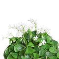 20 pack Oxalis Triangularis Plant Bulbs F554368