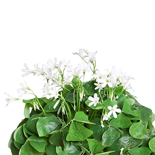 20 pack Oxalis Triangularis Plant Bulbs F554368