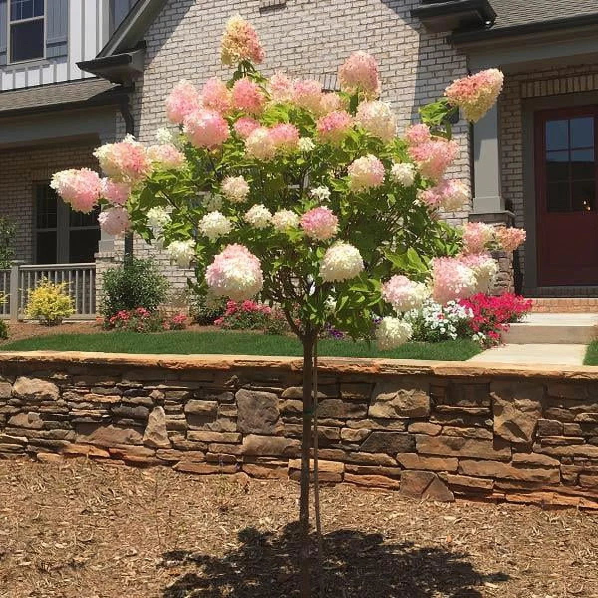 Vanilla Strawberry Hydrangea Tree K87854