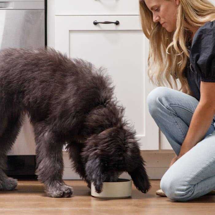 Chicken Brown Rice & Sweet Potato Dry Dog Food T190