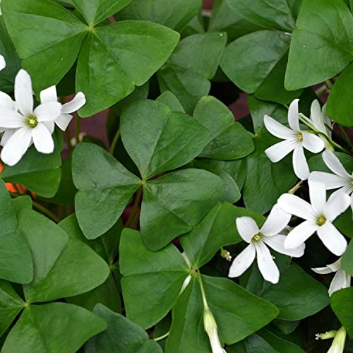 20 pack Oxalis Triangularis Plant Bulbs F554368