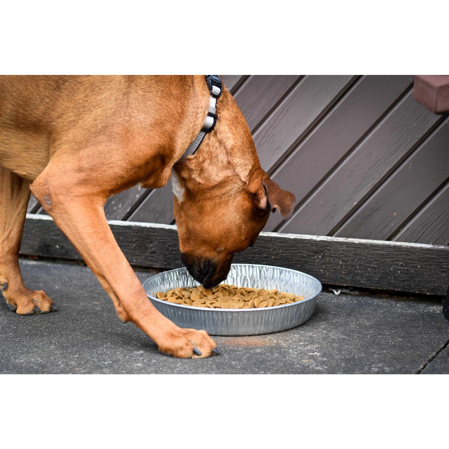 Galvanized Pet Pan 3 Quarts P88708
