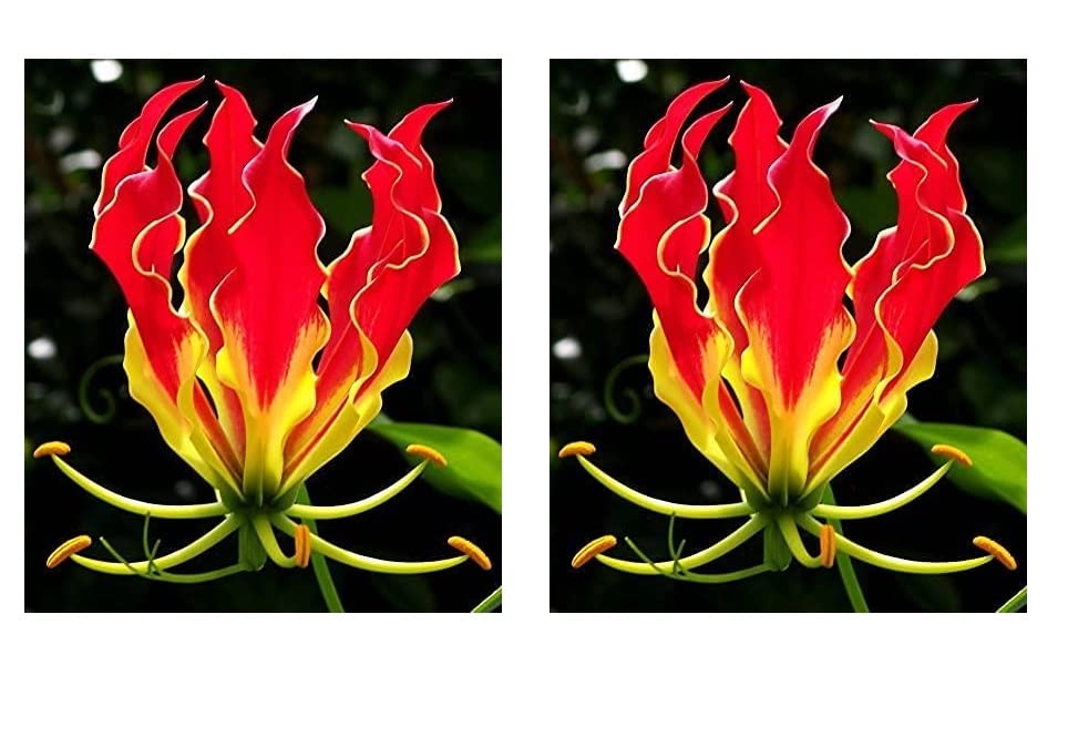 Glory Lily Bulbs M63242
